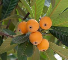 Image result for Eriobotrya japonica