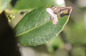 Image result for Stigmella prunetorum