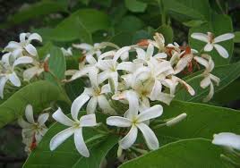 Image result for Holarrhena