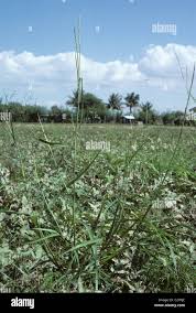 Image result for Rottboellia cochinchinensis