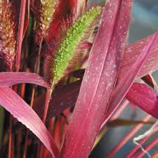Image result for Setaria grandis