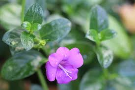 Image result for Barleria tanzaniana