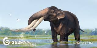 Image result for Steganotaenia hockii