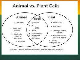 Check spelling or type a new query. Wong Lp 6 Animal Vs Plant Mitosis