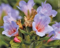 Image result for Teedia lucida