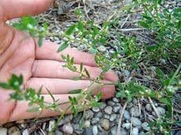 Image result for Polygonum aviculare