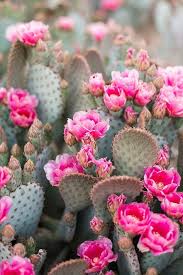 Bloom and grow radio listeners can use code bloom at checkout to redeem a free gourmet garden inspired salt to pair with your grow kit! 490 Grow Ideas In 2021 Plants Planting Flowers Container Gardening