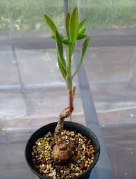 Image result for Euphorbia platycephala