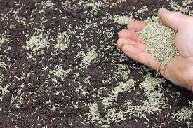 What Is The Best Temperature To Plant Grass Seed Pepper S Home Garden