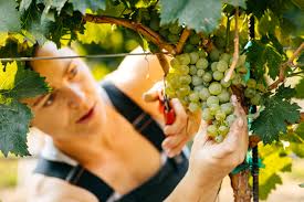 The Wine Write: A Chat With The Roost Rulers At Birdhorse Wines