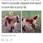 21 Best Gifs Of All Time Of The Week 116 Cool Gifs Funny Animals Funny Dogs