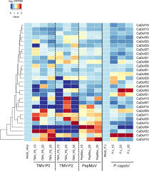 Anitta pre pa ra \ dance by rana suzana. Genome Wide Analysis Of Dof Transcription Factors Reveals Functional Characteristics During Development And Response To Biotic Stresses In Pepper Scientific Reports