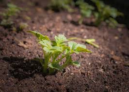 This growth inhibitor is synthesized within the stem, leaves, fruits, and seeds of the plant. Potato Seed Germination Temperature Time Process Gardening Tips