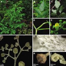 Image result for Cayratia ibuensis