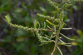 Image result for Suaeda monoica