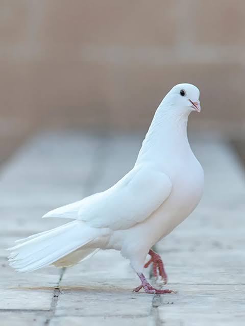 Pigeon