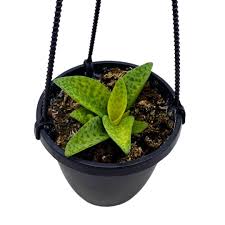 Image result for Ledebouria Unidentified sp. no2.