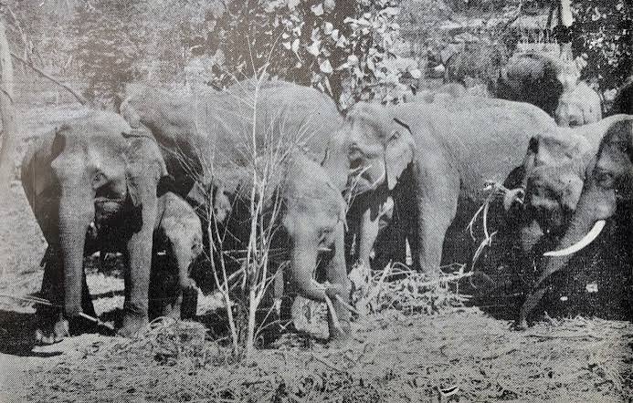 KHEDDA — CAPTURING WILD ELEPHANTS IN MYSORE | by N S Vinodh | Medium