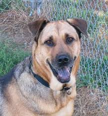 Best german shepherd mixed with hound dog Factory Sale