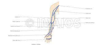 Upper Limb Anatomy