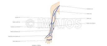 Upper Limb Anatomy