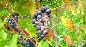 Image result for Botrytis cinerea