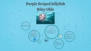 The tentacles vary with the age of the individual, consisting typically of eight marginal long dark arms, and four central. Purple Striped Jellyfish By Riley Michelle On Prezi Next