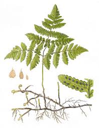 Image result for Gymnosporia oxycarpa
