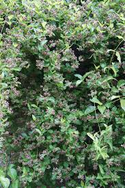 Image result for Periploca