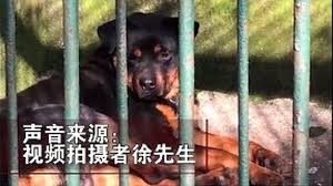 Raleigh, nc 27601 change view all dogs. China Zoo Tries To Pass Dog Off As Wolf Bbc News