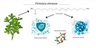 Image result for Triumfetta welwitschii