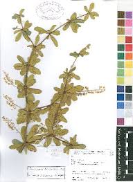 Image result for Terminalia stuhlmannii