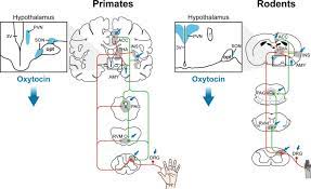 Oxytocin And Pain Perception From Animal Models To Human Research Sciencedirect