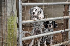 Browse thru our id verified puppy for sale listings to find your perfect puppy in your area. English Setter Dogs Stock Photo Image Of Fence English 35094306