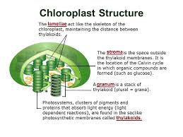 Maybe you would like to learn more about one of these? Leaf And Chloroplast Structure Leaf Structures Ppt Download