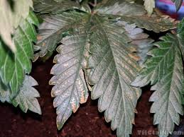 Causes of rust spots on leaves: Soil Grow Orange Rust Spots And Purple Stems