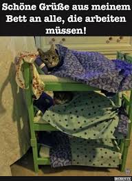 Schone Grusse Aus Meinem Bett An Alle Die Arbeiten Mussen Susseste Haustiere Lustige Bilder Von Tieren Tiere