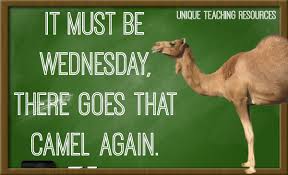 Preparing the camels for our second day. Wacky Wednesday Work Quotes Hump Day Just 3 More Days In The Office Its Friday Quotes Dogtrainingobedienceschool Com