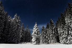Forest wallpapers, backgrounds, images— best forest desktop wallpaper sort wallpapers by: Snowy Forest At Night Wallpaper 1920x1288 Id 61942 Wallpapervortex Com