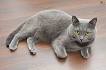 7 Stunning Cat Breeds with Grey Coats • Purrfect Cat Breeds