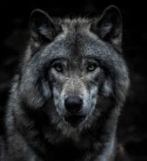 Ultra hd 4k wolf wallpapers for desktop, pc, laptop, iphone, android phone, smartphone, imac, macbook, tablet, mobile device. Wolf Wallpapers Free Hd Download 500 Hq Unsplash
