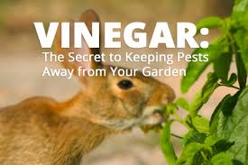 Are rabbits eating your hosta plants, going for the scrumptious new leaves or the stalks? Keep Rabbits And Pests Away From Your Veggies With Vinegar The Krazy Coupon Lady