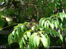 Image result for Leea guineensis