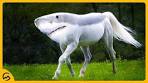 TOP 10 RAARSTE DIEREN! - YouTube