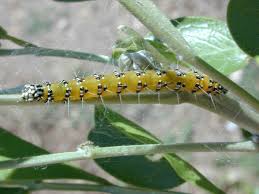 Laurel plants are large shrubs or small trees with susceptibility to a wide variety of pest problems. Genista Caterpillar On Texas Mountain Laurel Landscape Ipm