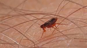 Baxter pest control are ant, bed bug, pest, mice roache and termite control exterminators. Flea Control Brisbane Flea Infestation Treatment Brisbane
