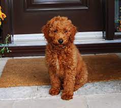 We are the abrams family and we raise f1 & f1b standard goldendoodles. Apricot Mini Goldendoodle Mini Goldendoodle