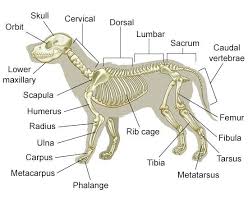 Dog Skeletal Anatomy Vet Tech Dog Anatomy Vet Tech Student Vet Assistant