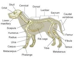 Frog leg bones diagram #1 wiring diagram source. Dog Skeletal Anatomy Vet Tech Dog Anatomy Vet Assistant Vet Tech Student