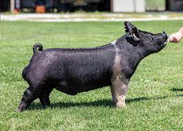 Southern gold sires | 7395 w. Boars Southern Gold Sires